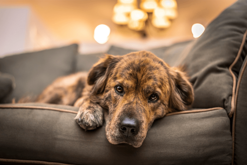 Mijn hond mag niet op de bank, hoe leer ik dat af? » Van Stal